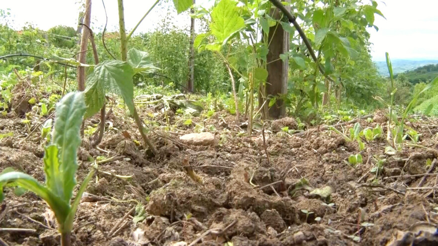 Zašto je važno uklanjanje izdanaka u malinjacima?