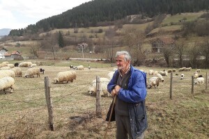 Čaušević: Ovčarstvo u ovim krajevima opstaje zahvaljujući poticajima