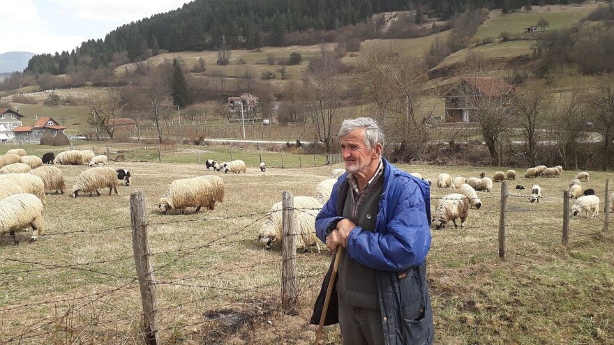 Čaušević: Ovčarstvo u ovim krajevima opstaje zahvaljujući poticajima