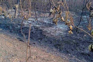 Domaćinu iz Rečice izgoreli vinograd i šljivik: "Borili smo se da sačuvamo kuće"