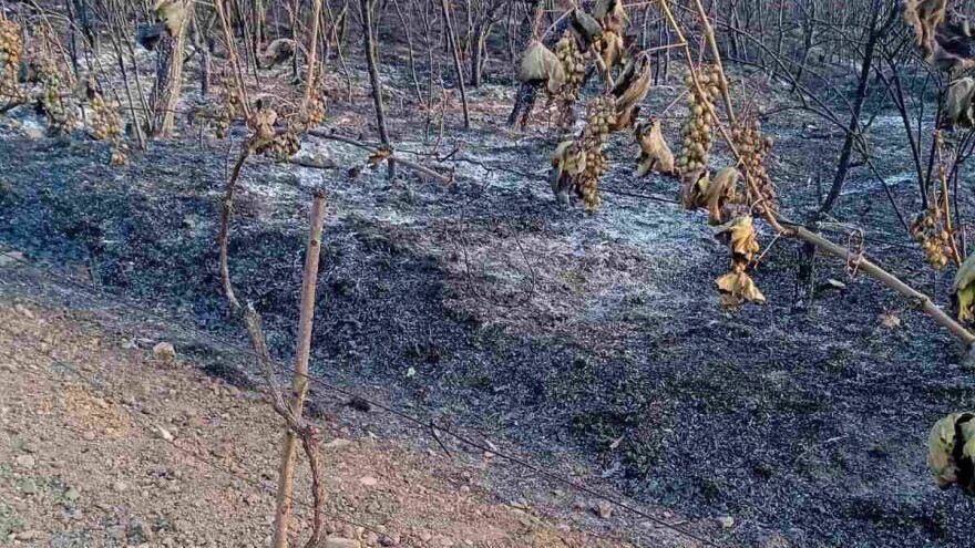Domaćinu iz Rečice izgoreli vinograd i šljivik: "Borili smo se da sačuvamo kuće"