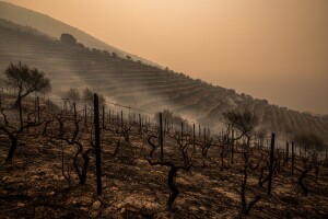 Izgorjela vinarija, stoka, vinogradi i maslinici