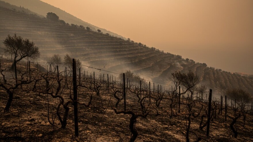 Izgorjela vinarija, stoka, vinogradi i maslinici