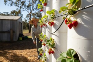 Izgradio reciklirani sustav za uzgoj jagoda