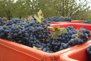 Izjave za vinsku godinu podnijeti do 15. siječnja