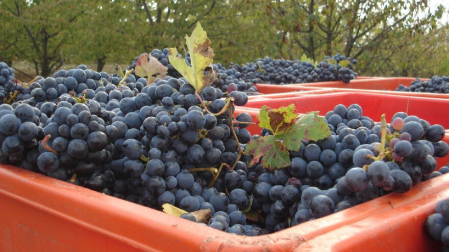 Izjave za vinsku godinu podnijeti do 15. siječnja