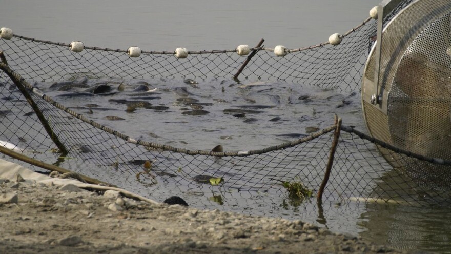Znatan pad proizvodnje slatkovodne ribe, dominira šaran - nedostaje smuđa i soma