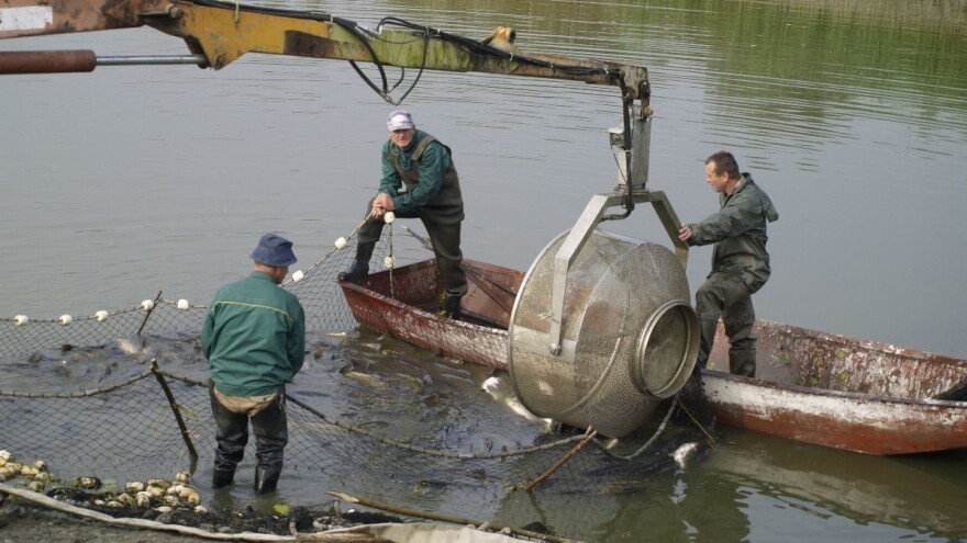 Što donosi Pravilnik o gospodarskom ribolovu u slatkovodnom ribarstvu?