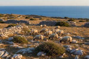 Izložba creske ovce u Orlecu!
