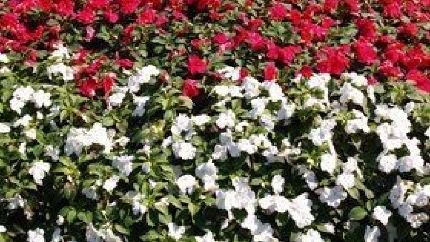 9. izložba cvijeća Zagrebačke županije