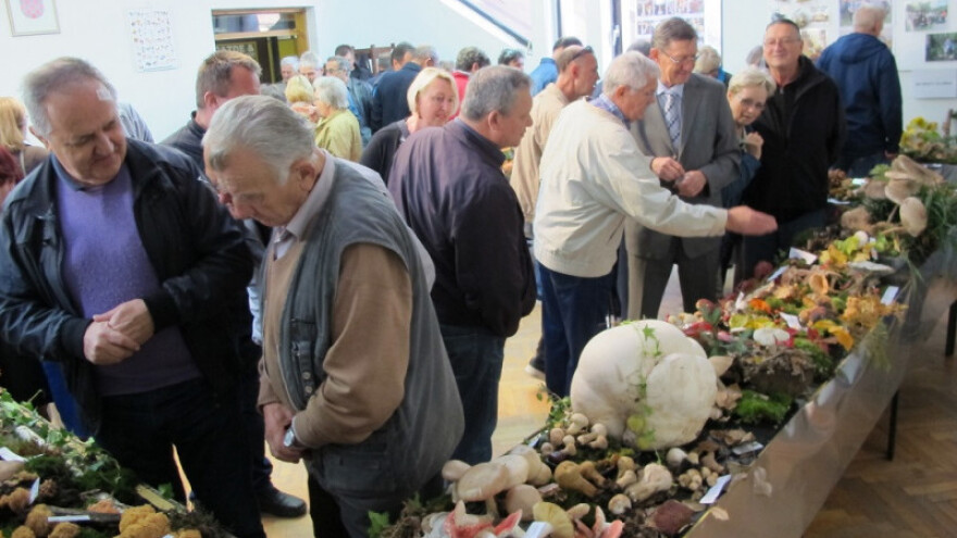 Hit izložbe - pet kilograma teška gljiva puhara!