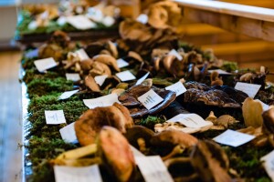 Ovaj vikend u Lonjskom polju sve je u znaku gljiva - Posjetite fungi festival