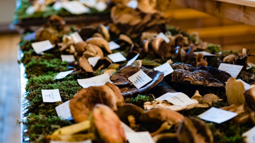 Ovaj vikend u Lonjskom polju sve je u znaku gljiva - Posjetite fungi festival