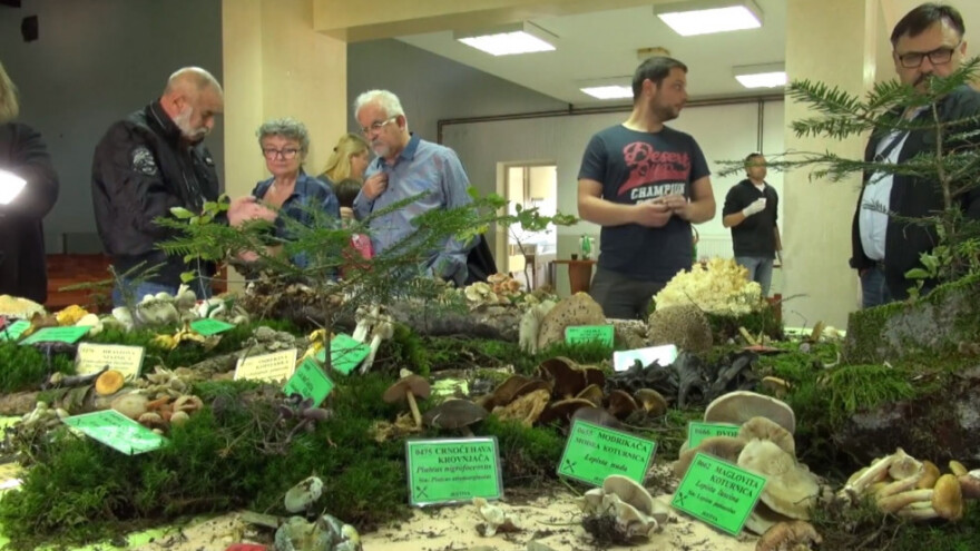 Tartufe prodaju Istranima za 3.000 kn, a oni za 25.000 kn!