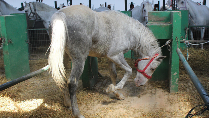 Kako da održavate štalsku higijenu kod konja i zašto je izbor prostirke važan?