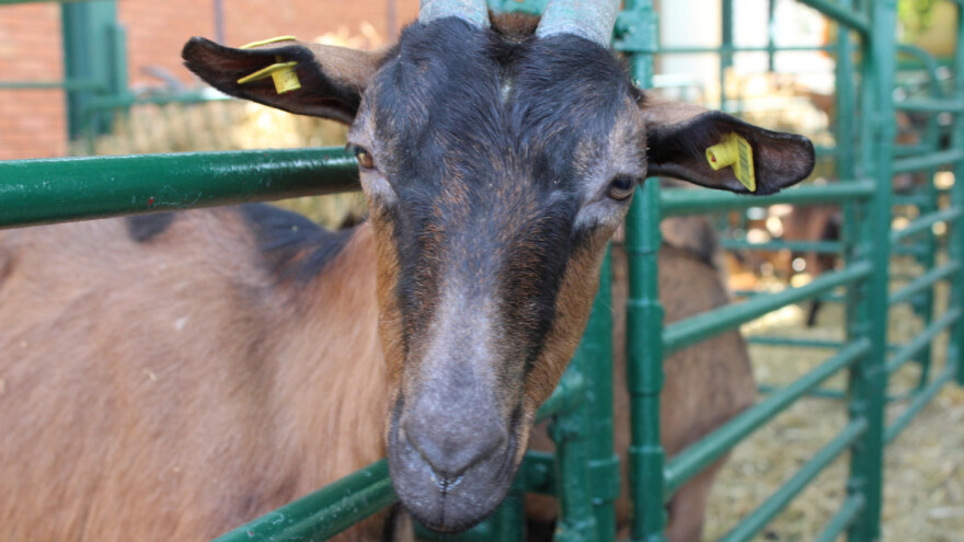 Kako pravilno izgraditi kozarnik