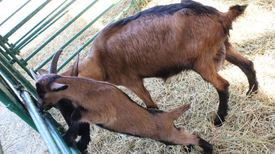 Stresan život velegrada zamenili uzgojem koza na selu