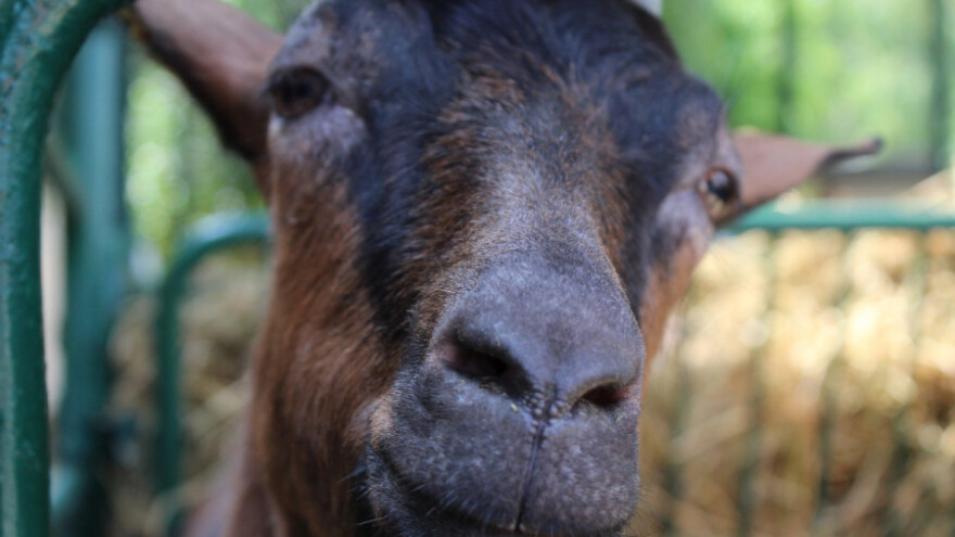 Bogata ponuda na izložbi stoke