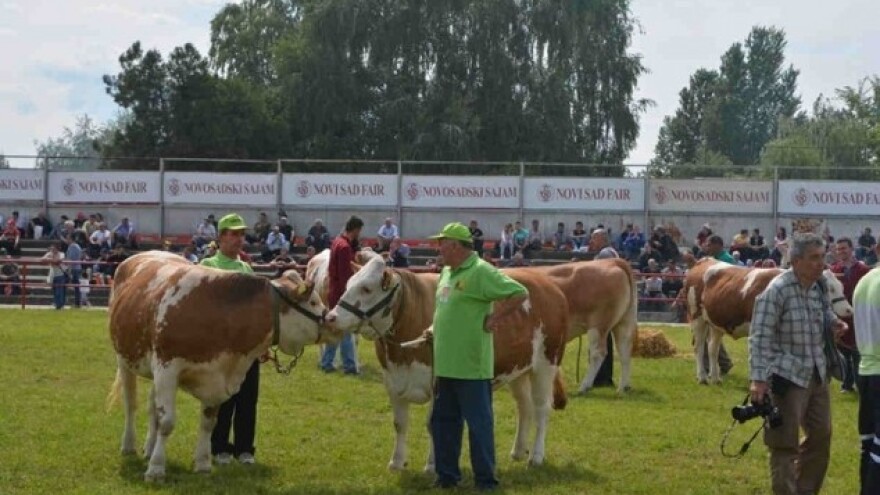 Tajna uspeha resavskih stočara