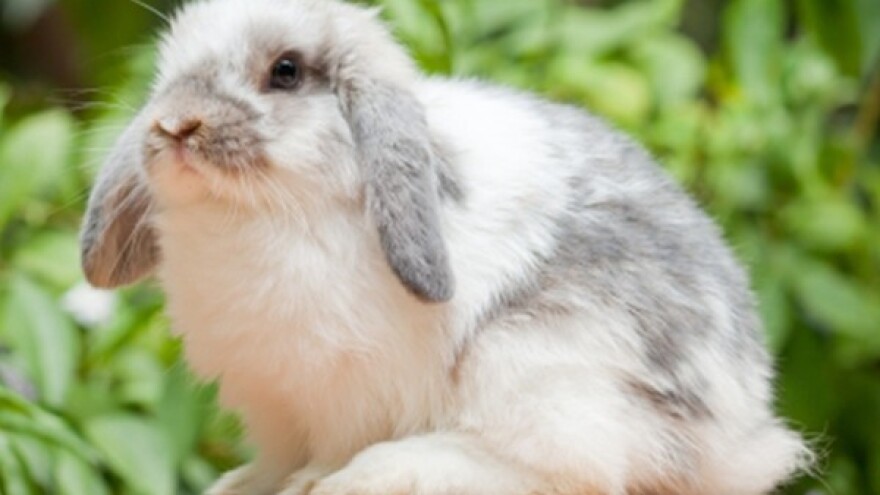 25. Međugradska izložba malih životinja