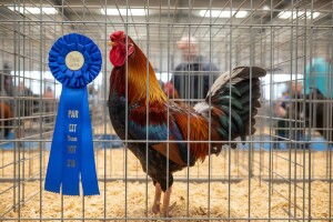 Izložba malih životinja u Kutini