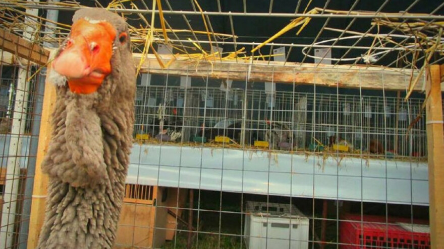 Izložba sitnih životinja duplo veća