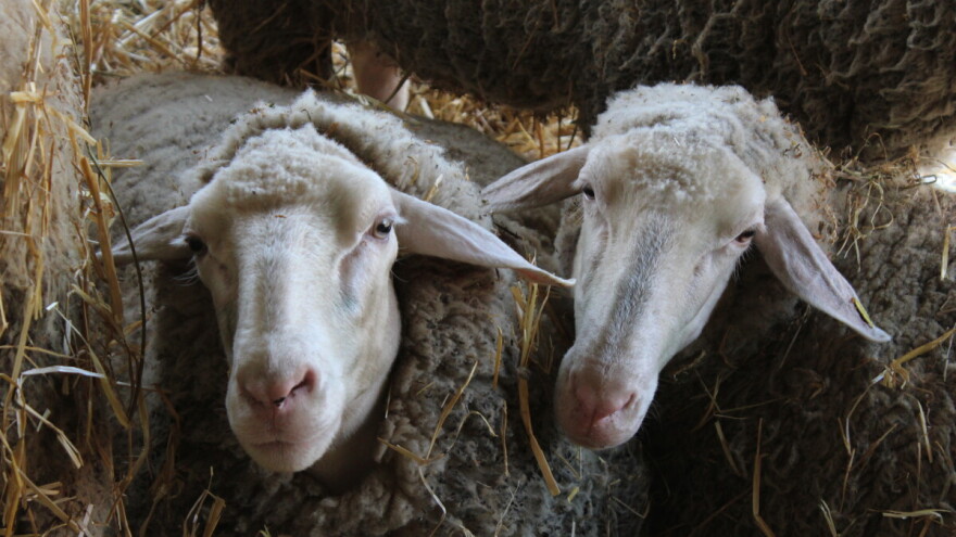Uzgoj ovaca sa francuskim pedigreom nije zahtevan, a isplati se