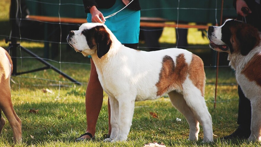 Više od 100 pasa 30 različitih pasmina na Državnoj izložbi pasa
