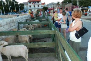 Izložba paške ovce i paškog sira