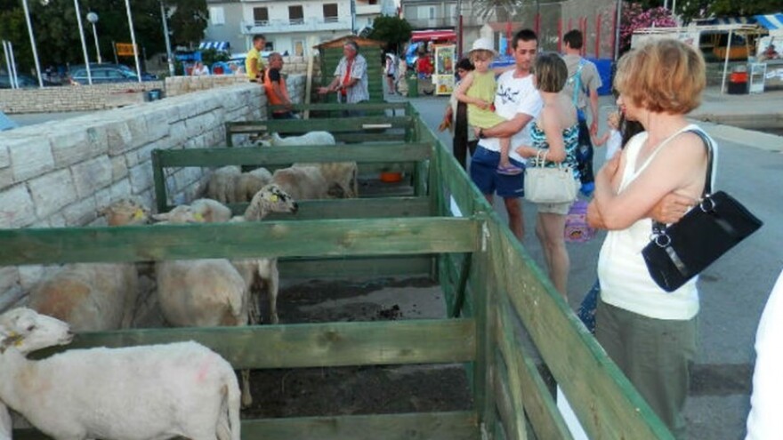 Izložba paške ovce i paškog sira