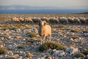 Izložba paške ovce u Novalji!