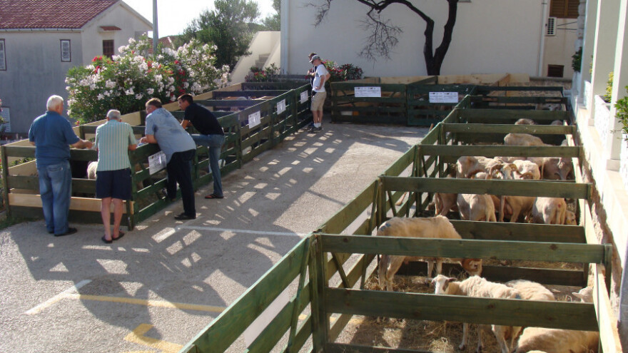 Izložba paške ovce i paškog sira na Pagu