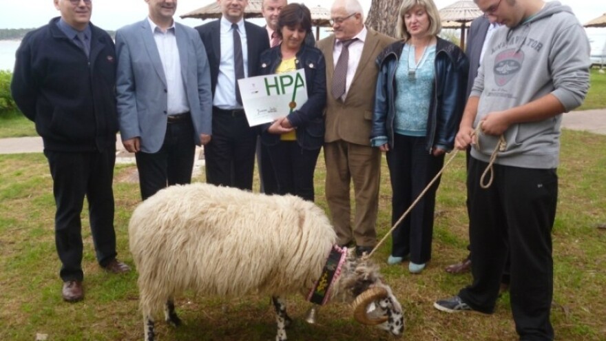 Izložba rapske ovce - škraparice!
