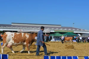 Izložba priplodnih goveda simentalske rase