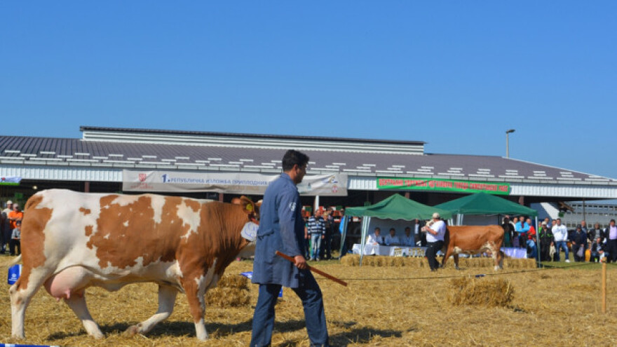 Izložba priplodnih goveda simentalske rase