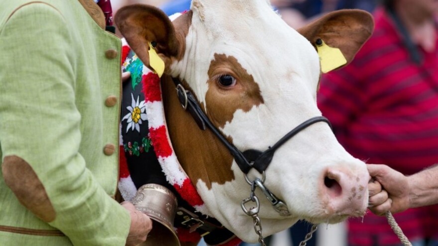 Bačanijeva Lea najbolja hrvatska simentalka!