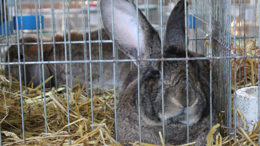Meso kunića iako jedno od najzdravijih slabo zastupljeno u Srbiji