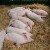Isplaćena dva miliona maraka odštete uzgajivačima svinja