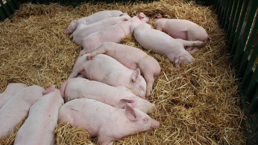 Što donosi novi Pravilnik o obveznom označavanju i registraciji svinja?