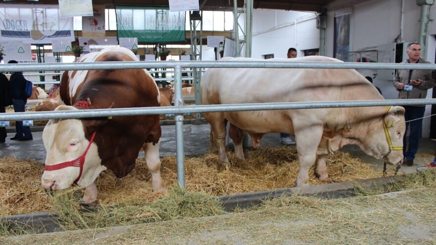 Vlada Srbije: Od ove godine 40.000 po grlu za priplodne krave i bikove