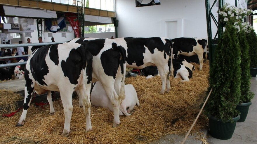 Dugovječnost u mliječnom govedarstvu donosi uštedu