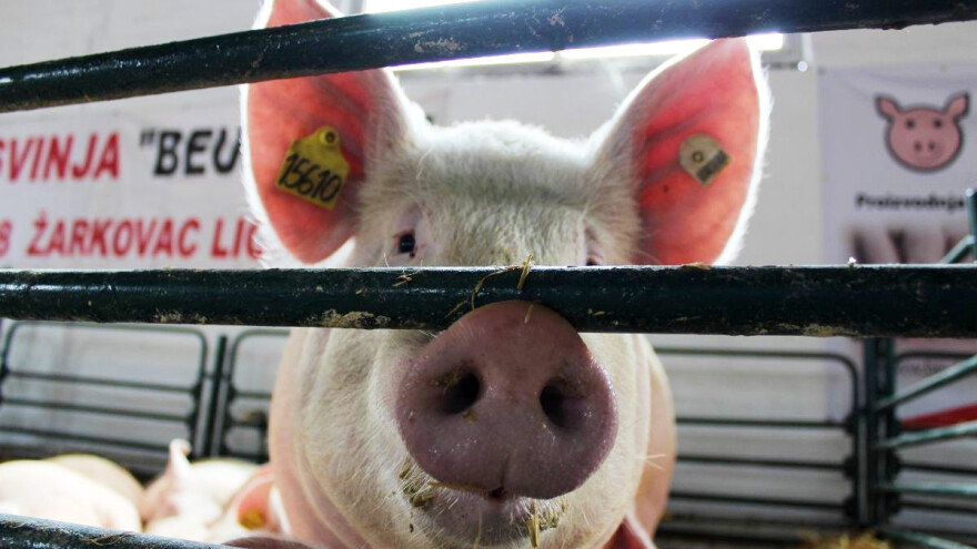 Objavljene cijene stoke na stočnim sajmovima - kako se kreću?