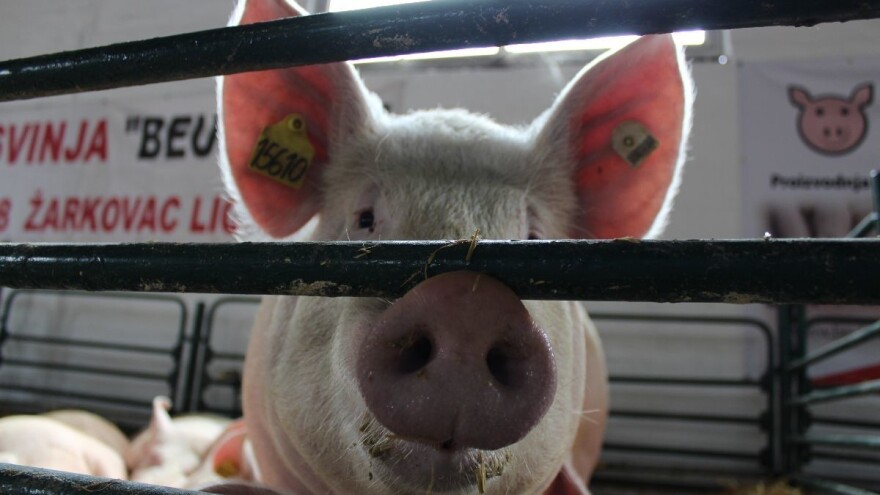 U prva tri mjeseca skočile cijene biljnih proizvoda, cijena svinja najviše pala