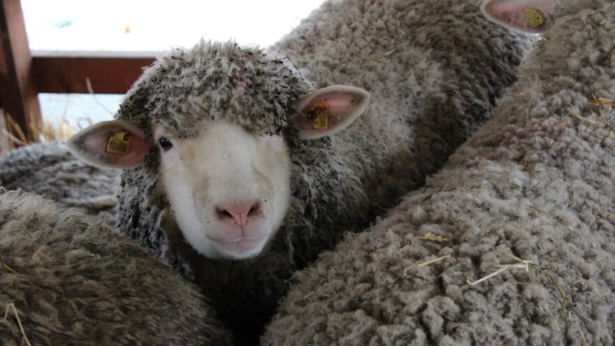 Proglašeni apsolutni šampioni na Nacionalnoj izložbi stoke 2018 u Novom Sadu