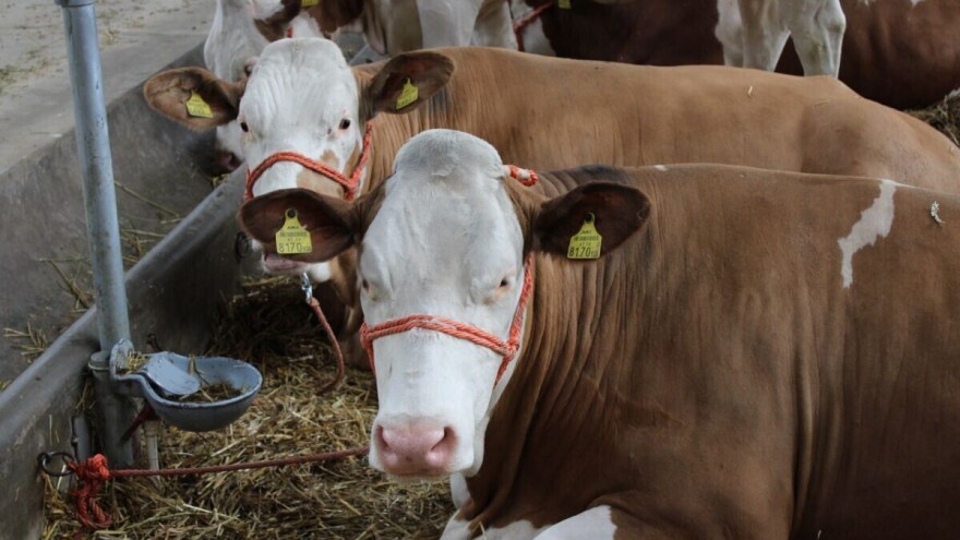 Mladi poljoprivrednici se u Rastini sve više bave stočarstvom