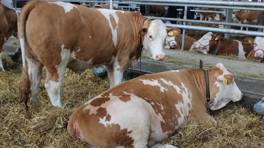 Podsticajna sredstva za poboljšanje stočarske proizvodnje