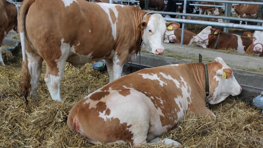 Minerali i vitamini ključni za plodnost goveda