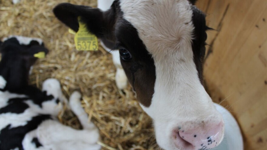 Tko su apsolutni šampioni na izložbi stoke Novosadskog sajma?