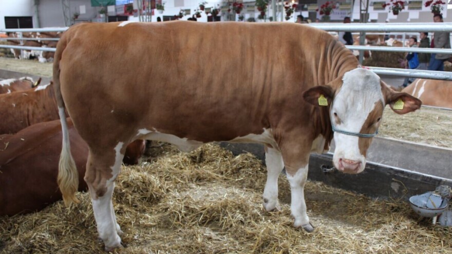 Ratarstvo i stočarstvo moraju ruku pod ruku?