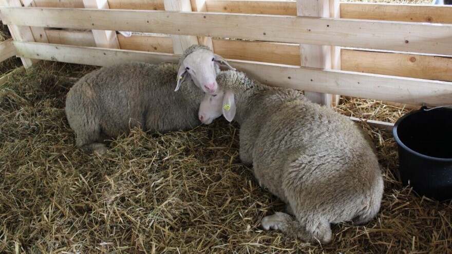 Ostali bez posla, vratili se na selo i osnovali farmu ovaca